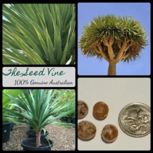 dracaena-draco-dragon-blood-tree-seeds-MAIN