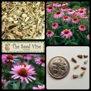 echinacea-purpurea-purple-coneflower-seeds-main