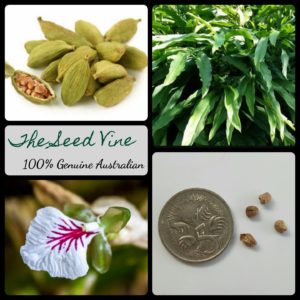 elettaria-cardamomum-green-cardamom-seeds - MAIN