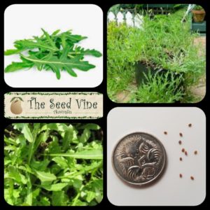 eruca-sativa-rocket-wild-main