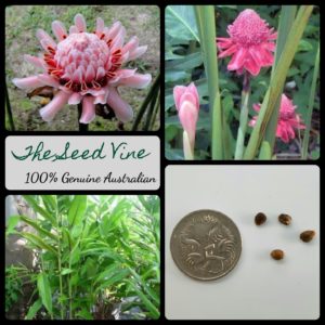 etlingera-elatior-pink-torch-ginger-lily-flower-seeds - MAIN