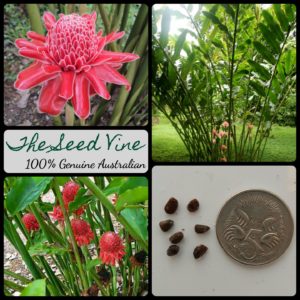 etlingera-elatior-red-torch-ginger-lily-flower-seeds-MAIN