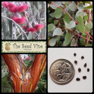 eucalyptus-caesia-silver-princess-main