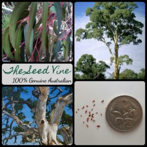 eucalyptus-camaldulensis-river-red-gum-tree-seeds - MAIN
