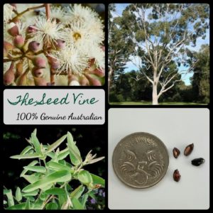 eucalyptus-citriodora-lemon-scented-gum-tree-seeds - MAIN
