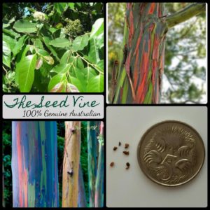 eucalyptus-deglupta-rainbow-eucalyptus-tree-seeds - MAIN