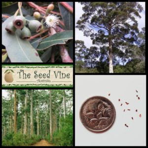 Eucalyptus diversicolor - Karri - Main