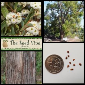 eucalyptus-marginata-jarrah-native-tree-seeds-MAIN