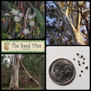 eucalyptus-viminalis-manna-gum-main