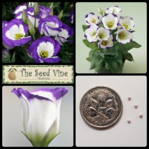 eustoma-grandiflora-lisianthus-la-petite-blue-main