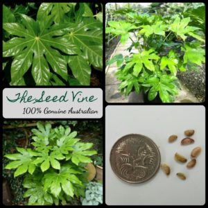 Fatsia japonica - Japanese Aralia - Main
