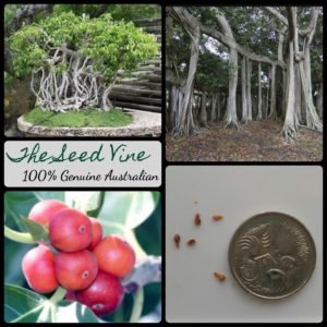 ficus-benghalensis-indian-banyan-tree-seeds - MAIN