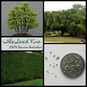 ficus-benjamina-weeping-fig-tree-seeds - MAIN