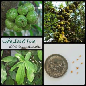 ficus-hispida-hairy-fig-tree-seeds - MAIN