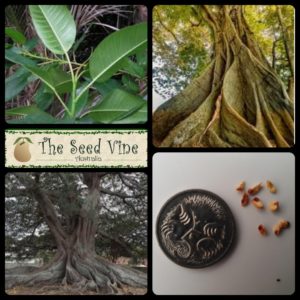 ficus-macrophylla-moreton-bay-fig-main