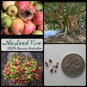 ficus-racemosa-cluster-fig-tree-seeds - MAIN