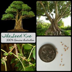 ficus-religiosa-sacred-fig-tree-seeds - MAIN