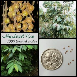 ficus-semicordata-drooping-fig-tree-seeds-MAIN