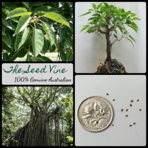 ficus-virens-white-fig-tree-seeds-MAIN