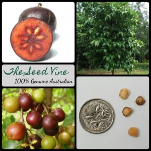 flacourtia-jangomas-indian-coffee-plum-fruit-seeds-MAIN
