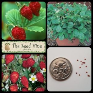 fragaria-vesca-strawberry-mignonette-main