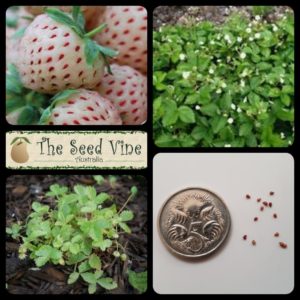 fragaria-vesca-strawberry-white-alpine-main