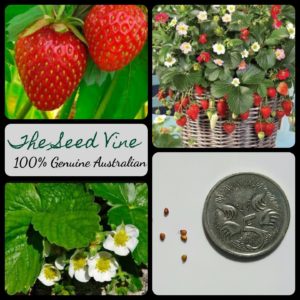 fragaria-x-ananassa-red-garden-strawberry-seeds-MAIN