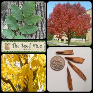 fraxinus-americana-american-ash-main