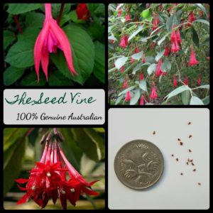 fuchsia-boliviana-bolivian-red-fuchsia-flower-seeds-MAIN