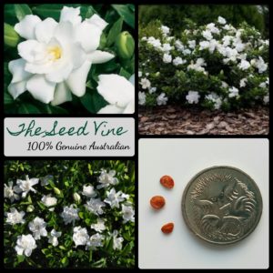 gardenia-jasminoides-cape-jasmine-flower-seeds-MAIN