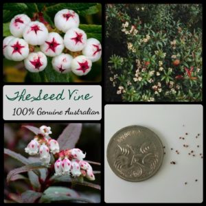 gaultheria-hispida-tasmanian-snow-berry-fruit-seeds - MAIN