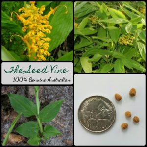 globba-schomburgkii-dancing-girl-ginger-flower-seeds-MAIN