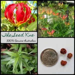 gloriosa-superba-glory-flame-lily-red-flower-seeds-MAIN