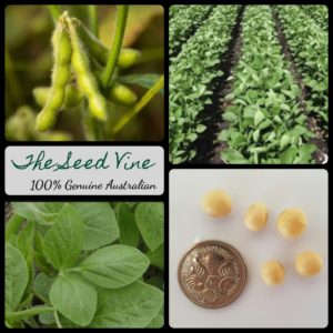 glycine-max-organic-soy-beans-seeds - MAIN