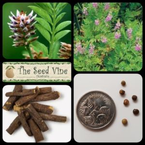 glycyrrhiza-glabra-liquorice-root-main