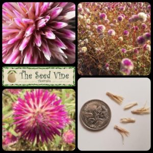 gomphrena-canescens-pink-billy-buttons-main