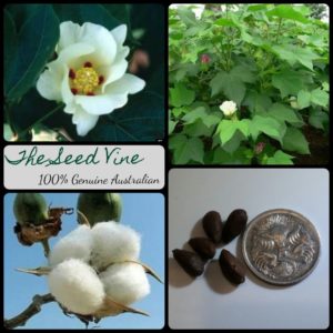 gossypium-hirsutum-mexican-cotton - MAIN