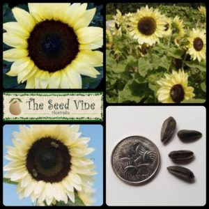 helianthus-annuus-sunflower-lemon-rush-main