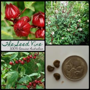 hibiscus-sabdariffa-red-roselle-fruit-seeds-MAIN
