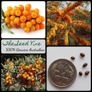 hippophae-rhamnoides-common-seaberry-fruit-seeds - MAIN
