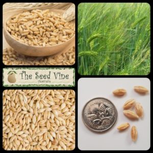 hordeum-vulgare-barley-main