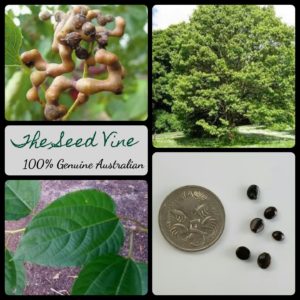 hovenia-dulcis-japanese-raisin-tree-seeds - MAIN