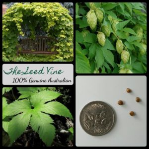 humulus-lupulus-common-beer-hops-seeds - MAIN