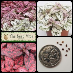 hypoestes-phyllostachya-compact-confetti-main