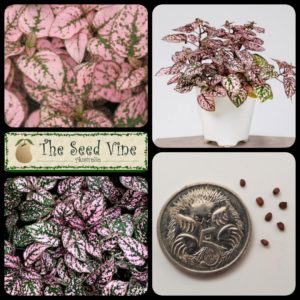 hypoestes-phyllostachya-pink-polka-dot-main