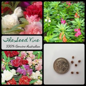 impatiens-balsamina-balsam-camellia-mixed-seeds - MAIN