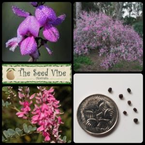 indigofera-australis-australian-indigo-main