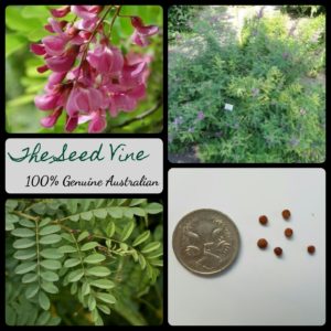 indigofera-tinctoria-true-indigo-seeds - MAIN