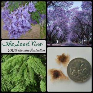 jacaranda-mimosifolia-blue-tree-seeds - MAIN