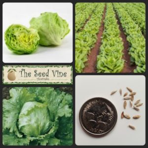 lactuca-sativa-lettuce-iceberg-main